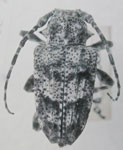  Psapharochrus clericus