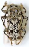  Psapharochrus excellens