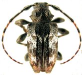  Psapharochrus irumus