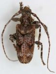  Psapharochrus juno