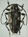  Psapharochrus lugens