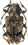  Psapharochrus nearnsi