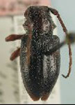  Psapharochrus peritapnioides