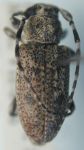  Psapharochrus piperatus