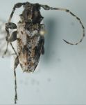  Psapharochrus polystictus