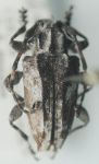  Psapharochrus purulensis