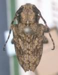  Psapharochrus sallei