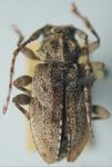  Psapharochrus socorroensis
