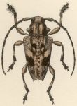  Psapharochrus umbratus