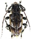  Psapharoctes fanchonae