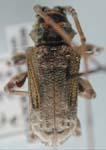  Pseudaethomerus lacordairei