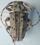  Pteridotelus laticornis