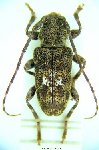  Punctozotroctes chemsaki
