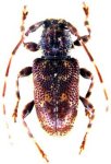  Punctozotroctes feuilleti