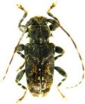  Punctozotroctes guianensis