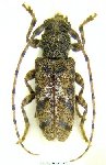  Punctozotroctes wappesi