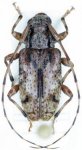  Pycnomorphidiellus polyphagus