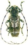  Spinozotroctes seraisorum