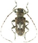  Spinozotroctes thouvenoti