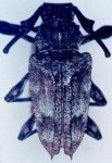  Steirastoma acutipenne