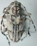  Steirastoma anomala