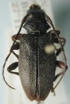  Taurorcus chabrillacii