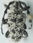  Tetrasarus albescens