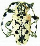  Tetrasarus lezamai