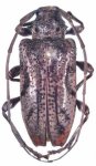  Zikanita plumbea