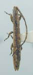  Spalacopsis stolata