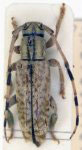  Bisaltes (Bisaltes) subreticulatus