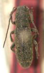 Adetaptera maculata (Martins & Galileo 1999)