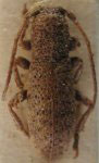 Adetaptera strandiella (Breuning 1940)