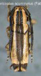 Ptericoptus  acuminatus (Fabricius, 1801: 323)