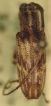  Rosalba costaricensis
