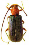  Amucallia colombiana