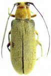  Amucallia miranda