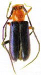 Amucallia venezuelensis