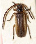  Anapsicomus aethroides