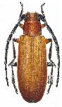  Asemolea flava