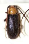  Callia albicornis