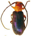  Callia bordoni