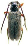  Callia catuaba