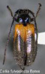  Callia fulvocincta