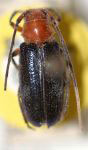  Callia lineatula