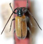  Callia pulchra