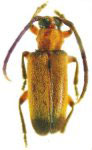  Callia terminata