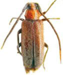  Callia variabilis
