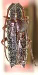  Callisema iucaua