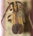  Callityrinthia mimetica